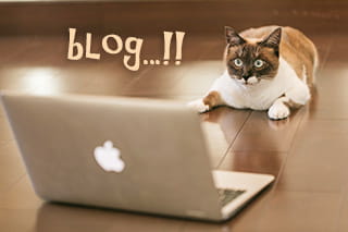 ブログを見る猫イメージ