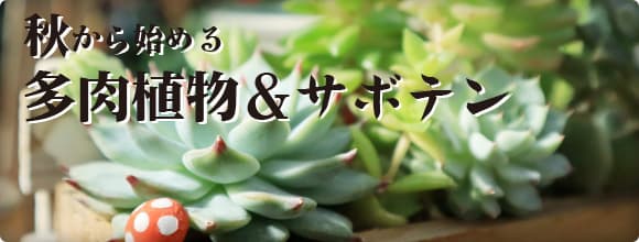 秋から始める多肉植物＆サボテン