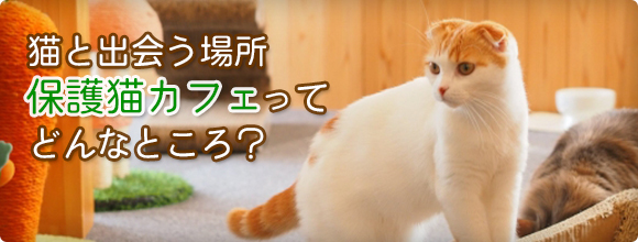 猫と出会う場所 保護猫カフェってどんなところ？